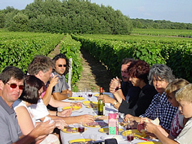 vineyard
